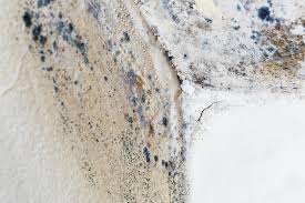 Why You Should Choose Our Mold Remediation Services in Delhi Hills, OH